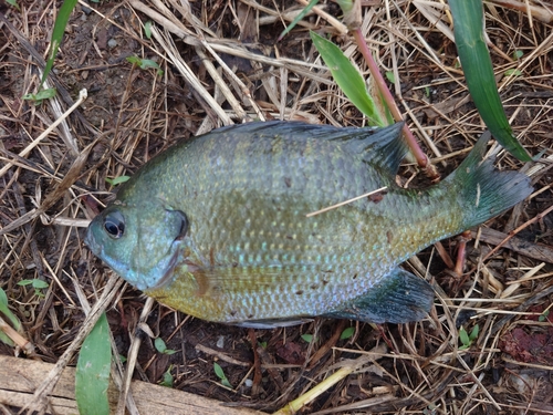 ブルーギルの釣果