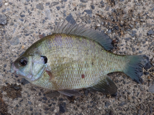 ブルーギルの釣果