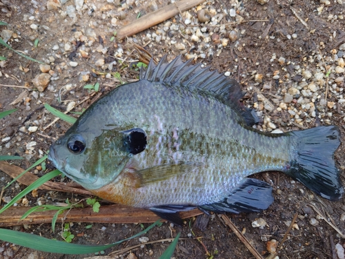 ブルーギルの釣果