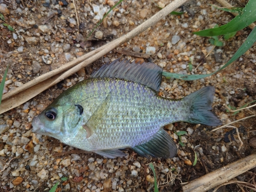 ブルーギルの釣果