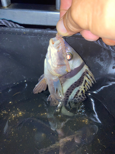 コショウダイの釣果