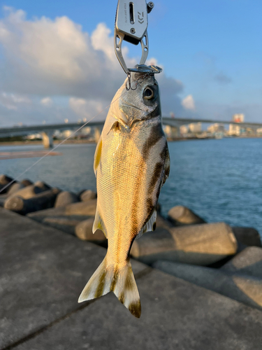 コトヒキの釣果