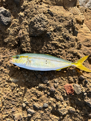 ツバスの釣果