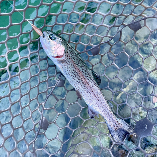 ニジマスの釣果