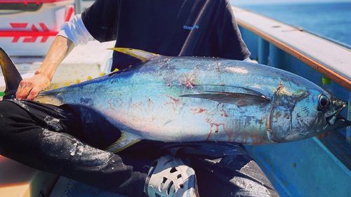 キハダマグロの釣果