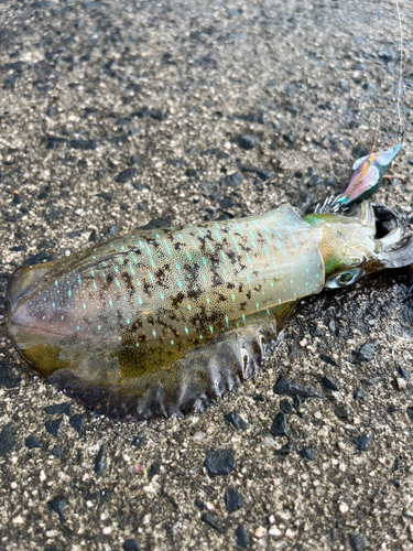 アオリイカの釣果