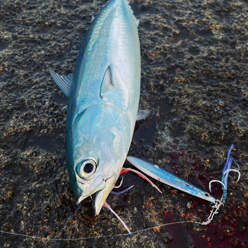 マルソウダの釣果