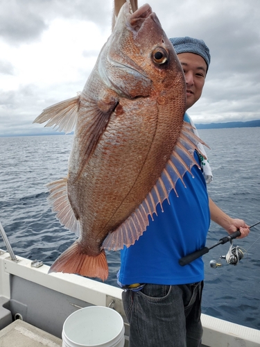 マダイの釣果