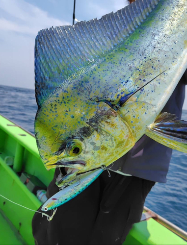 シイラの釣果