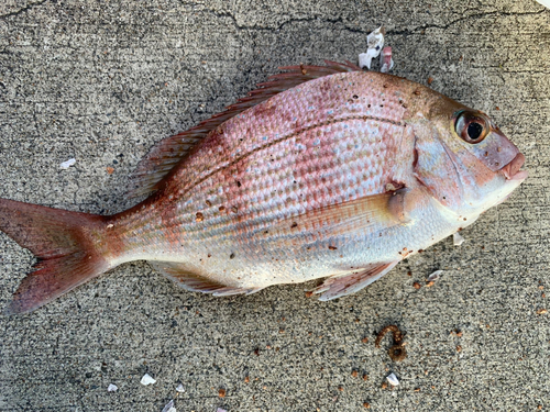 シロギスの釣果