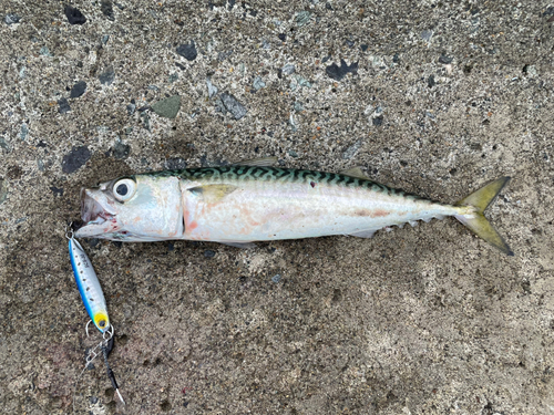 サバの釣果