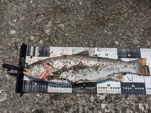 アメマスの釣果