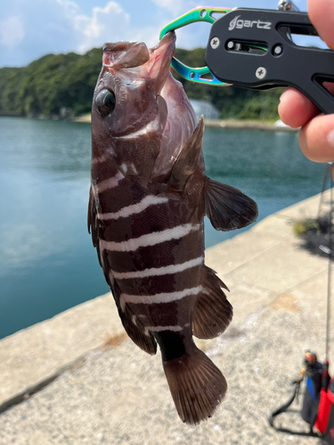 マハタの釣果