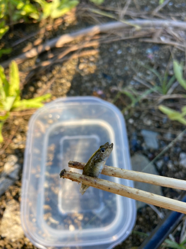 ビリンゴの釣果