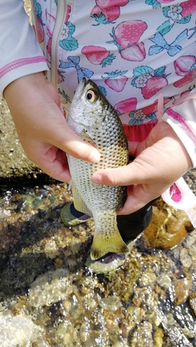 タマンの釣果