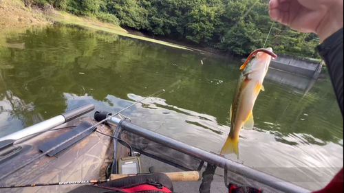 ラージマウスバスの釣果