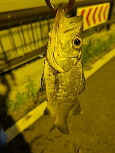 セイゴ（マルスズキ）の釣果