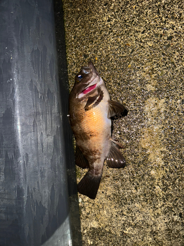 シロメバルの釣果