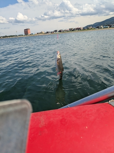 ウグイの釣果