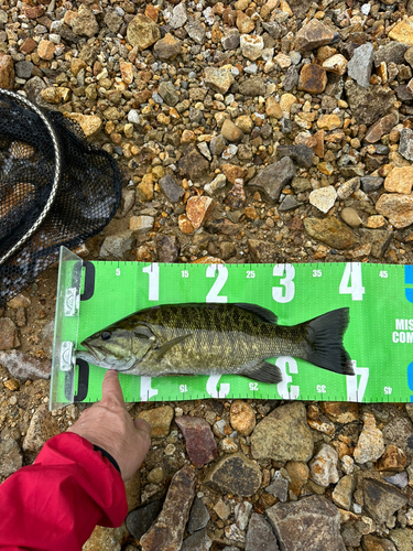 スモールマウスバスの釣果