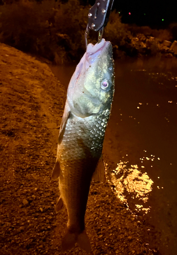 ニゴイの釣果