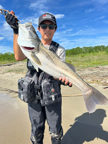 スズキの釣果