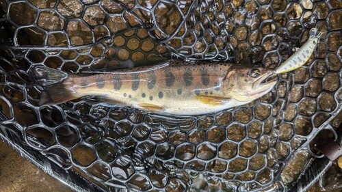 ヤマメの釣果