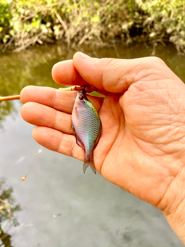 タナゴの釣果