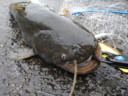 ナマズの釣果