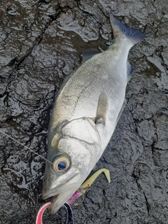 ヒラスズキの釣果