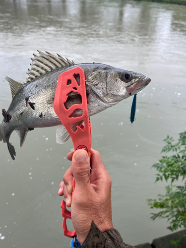 セイゴ（タイリクスズキ）の釣果