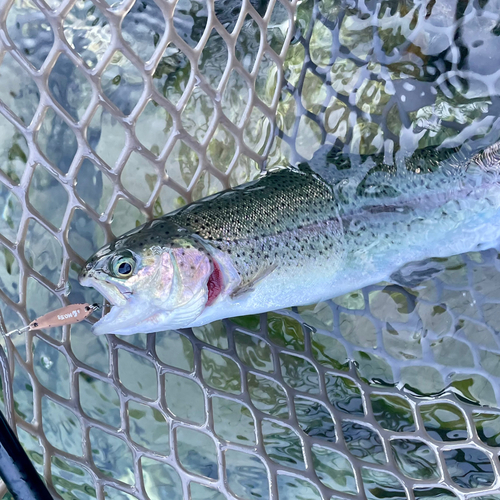 ニジマスの釣果