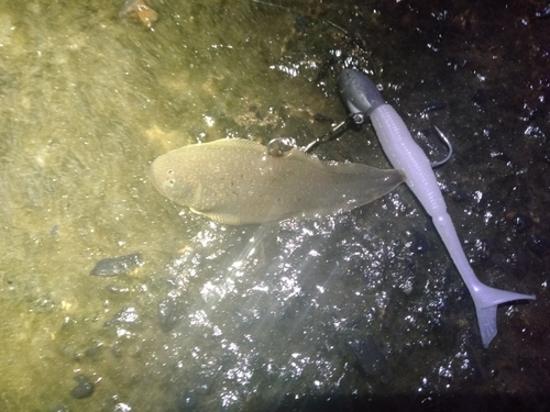 シタビラメの釣果