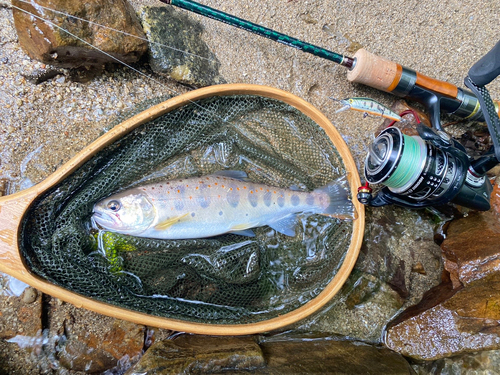 アマゴの釣果