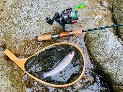 イワナの釣果