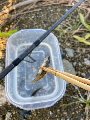 ビリンゴの釣果