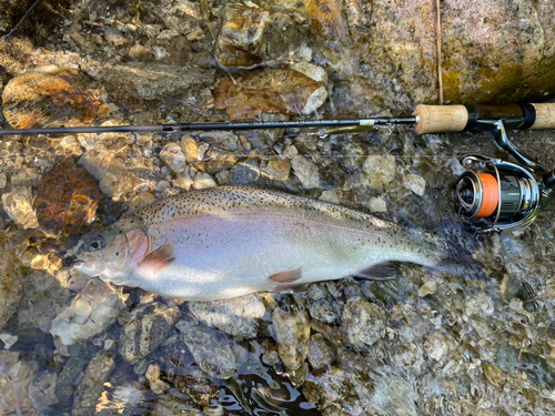 ニジマスの釣果