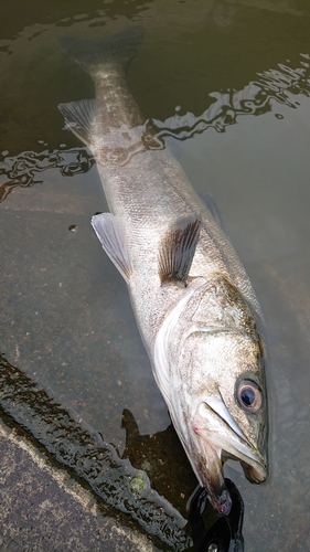 マルスズキの釣果