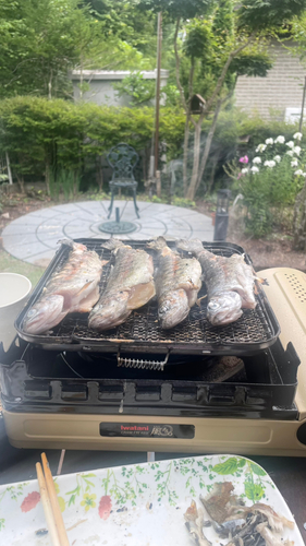 ニジマスの釣果