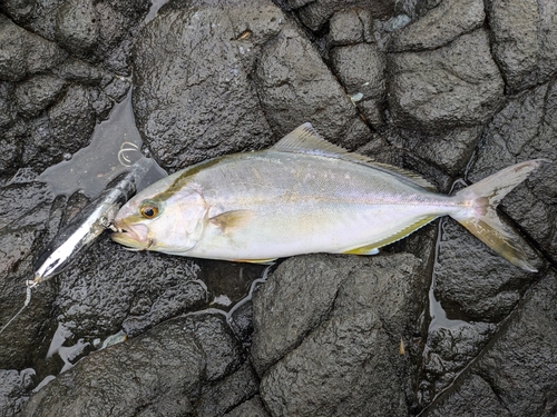 ショゴの釣果