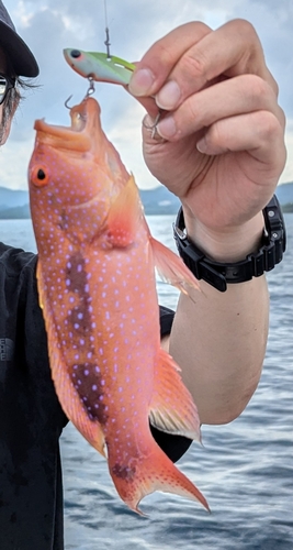 オジロバラハタの釣果