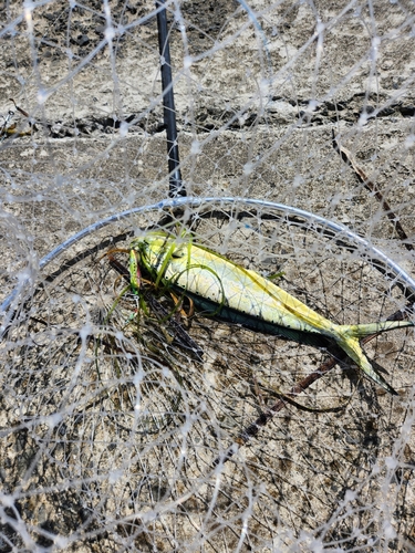 シイラの釣果