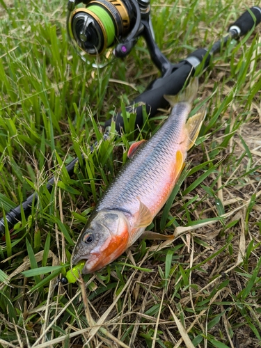 カワムツの釣果