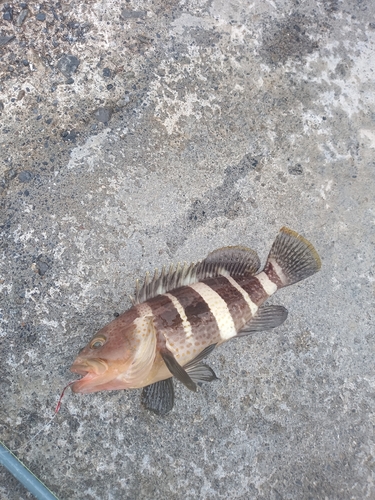 アオハタの釣果