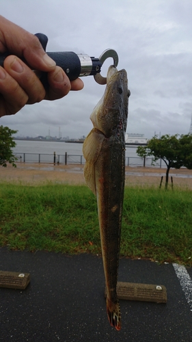 マゴチの釣果