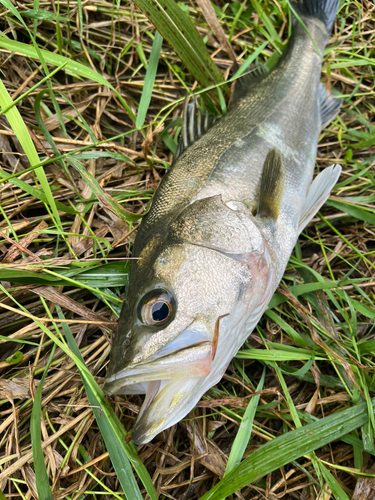 スズキの釣果