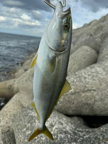 ハマチの釣果