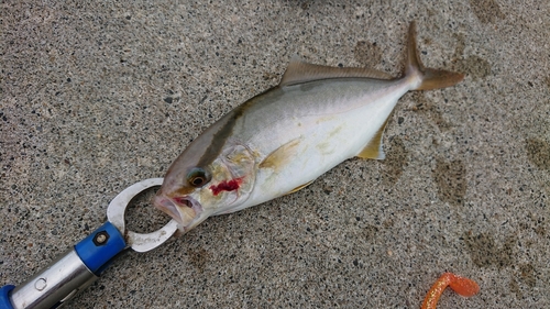 ショゴの釣果