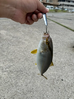 ショゴの釣果