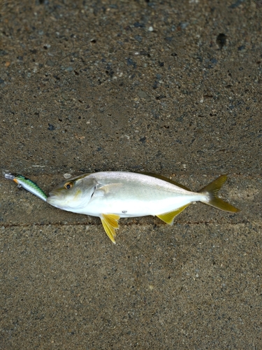 ショゴの釣果